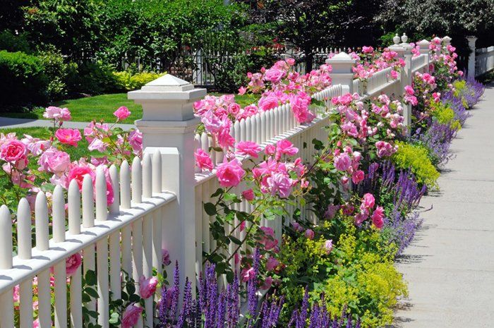 Hàng rào bằng hoa