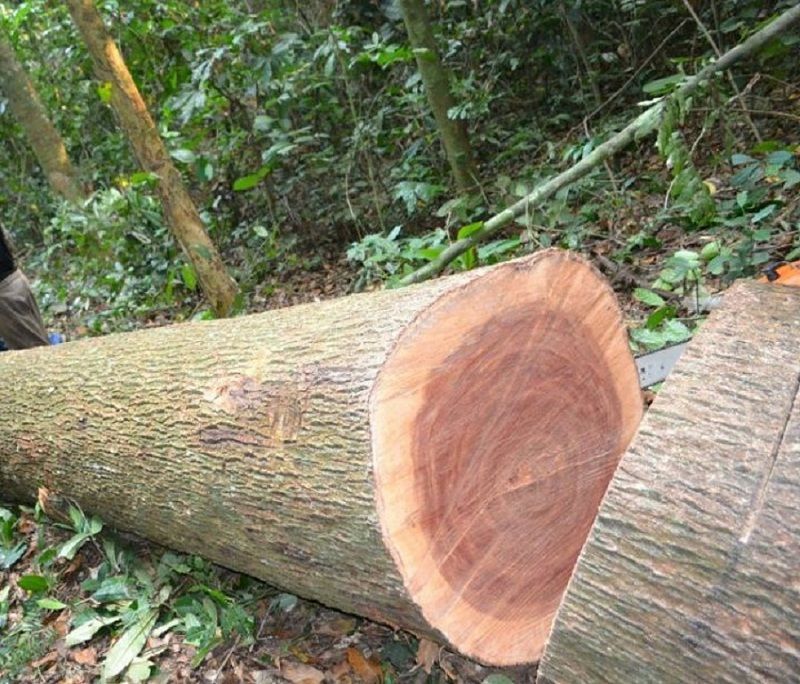 loại gỗ óc chó