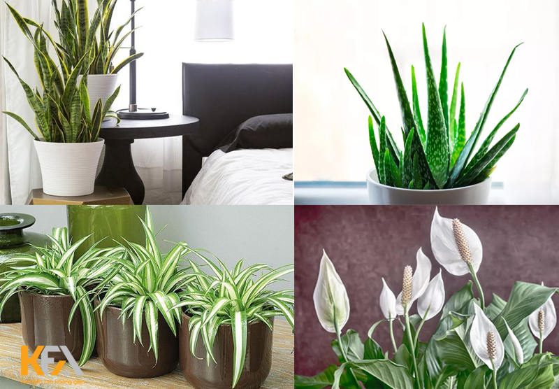Tổng hợp những loại cây phong thủy có thể trồng trong nhà để làm đẹp
