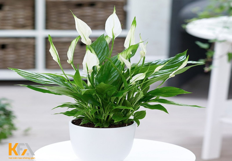 Cây lan Ý tượng trưng cho niềm vui của những người phụ nữ
