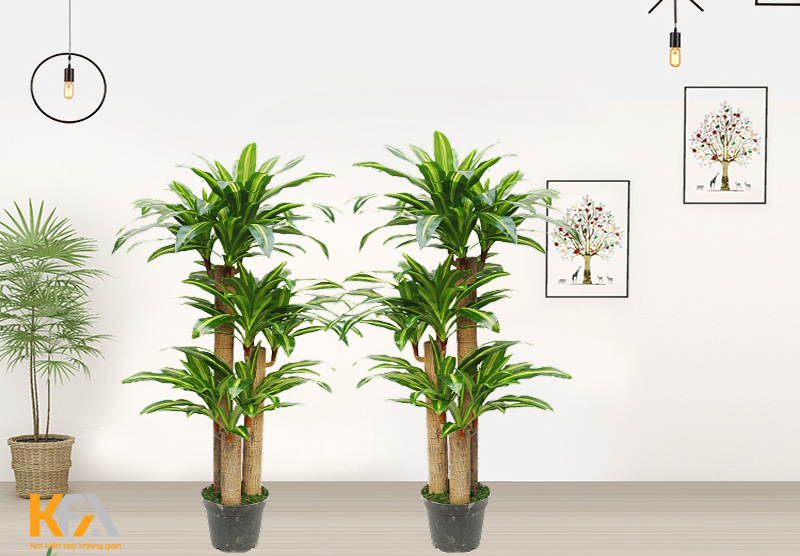 Cây thiết mộc lan có màu xanh, và đặc biệt có cấu tạo sọc trắng ở giữa thân lá
