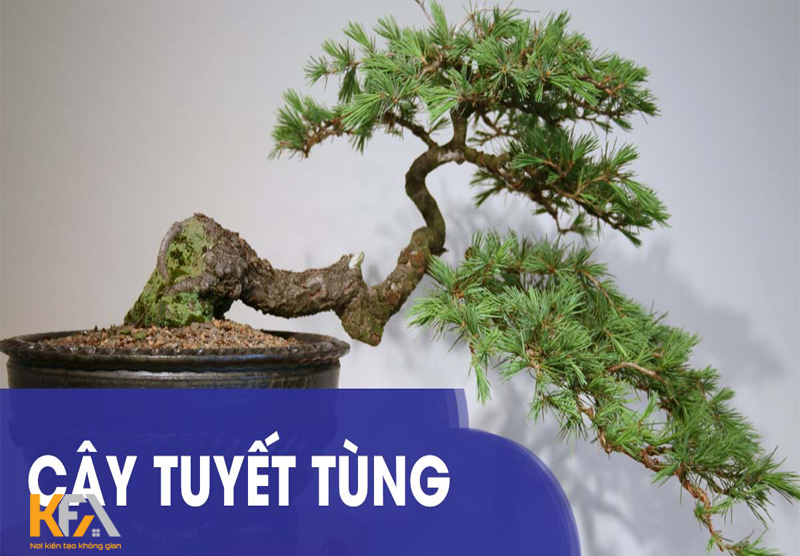 Cây tuyết tùng dạng bon sai
