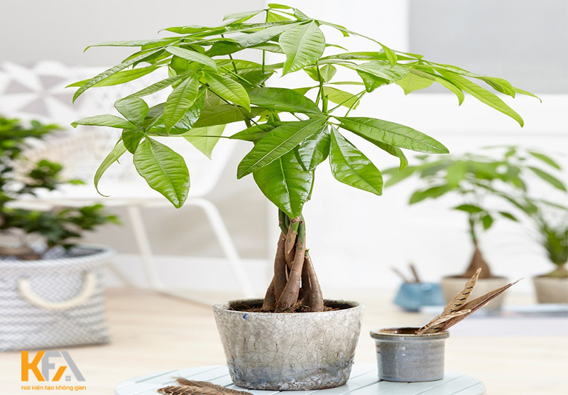 Cây cảnh kim ngân mang lại tài lộc, thịnh vượng, tiền tài, hạnh phúc