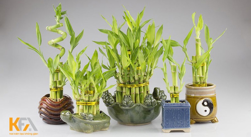 Cây phát tài có tán lá đẹp, xanh mướt mang đến vẻ đẹp đặc biệt